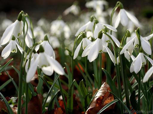 snowdrop 46 Hoa Giọt Tuyết   Snowdrop
