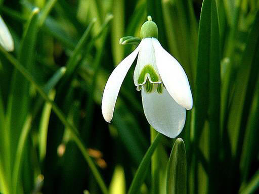 snowdrop 47 Hoa Giọt Tuyết   Snowdrop