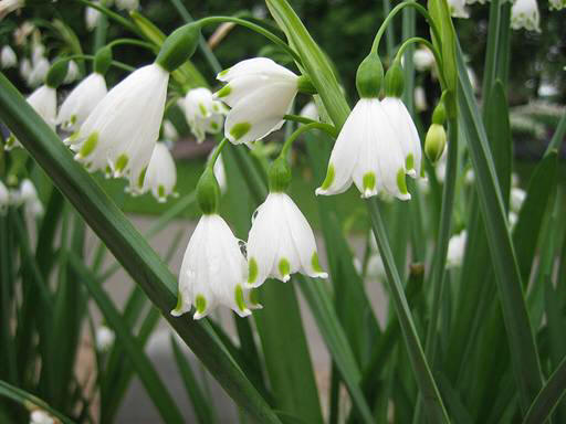 snowdrop 53 Hoa Giọt Tuyết   Snowdrop