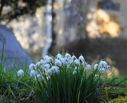 snowdrop 54 Hoa Giọt Tuyết   Snowdrop