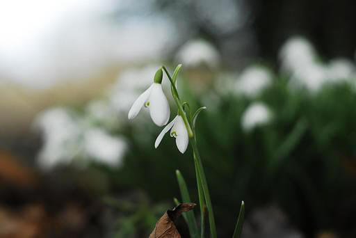 snowdrop 55 Hoa Giọt Tuyết   Snowdrop