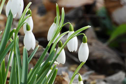 snowdrop 56 Hoa Giọt Tuyết   Snowdrop