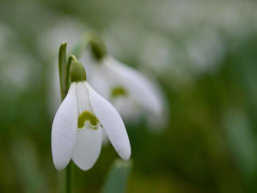 snowdrop 57 Hoa Giọt Tuyết   Snowdrop