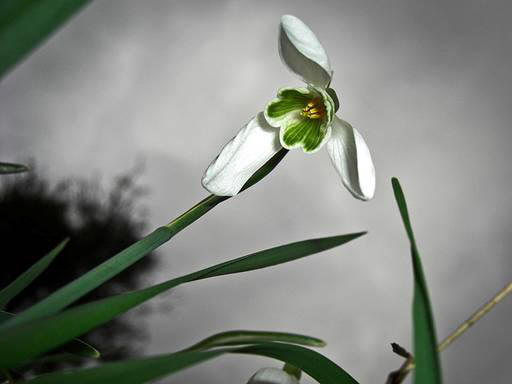 snowdrop 59 Hoa Giọt Tuyết   Snowdrop