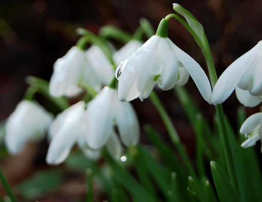 snowdrop 60 Hoa Giọt Tuyết   Snowdrop