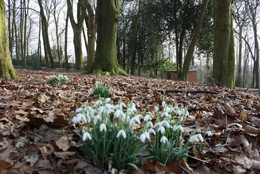 snowdrop 61 Hoa Giọt Tuyết   Snowdrop