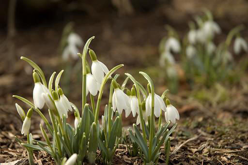 snowdrop 63 Hoa Giọt Tuyết   Snowdrop