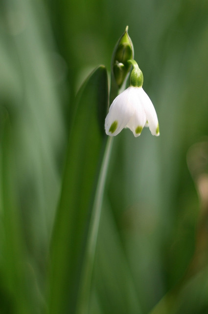 snowdrop 64 Hoa Giọt Tuyết   Snowdrop