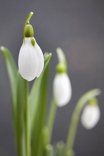 snowdrop 65 Hoa Giọt Tuyết   Snowdrop