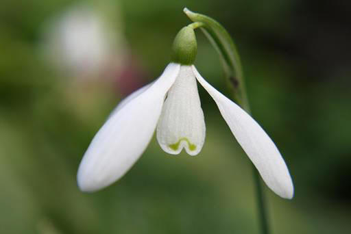 snowdrop 66 Hoa Giọt Tuyết   Snowdrop