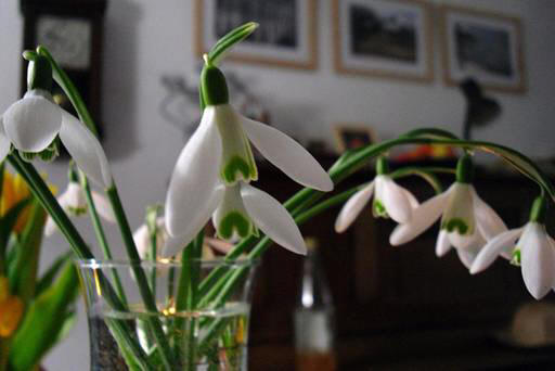 snowdrop 67 Hoa Giọt Tuyết   Snowdrop