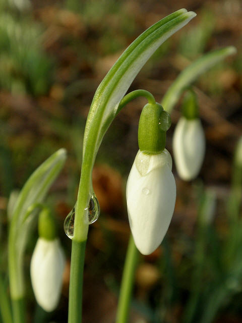 snowdrop 69 Hoa Giọt Tuyết   Snowdrop