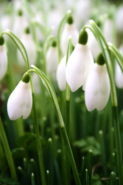 snowdrop 70 Hoa Giọt Tuyết   Snowdrop