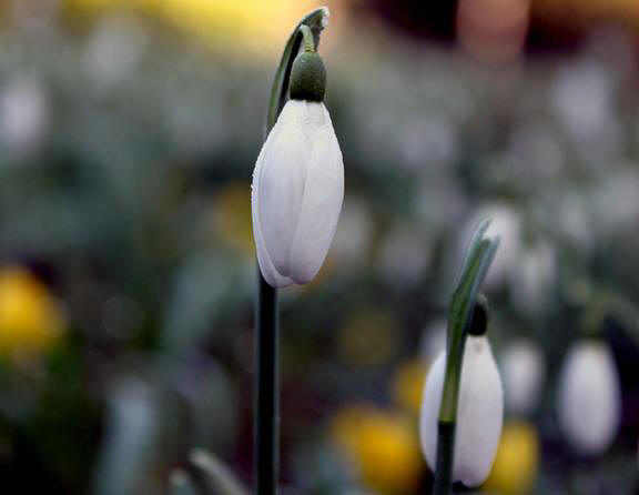 snowdrop 71 Hoa Giọt Tuyết   Snowdrop