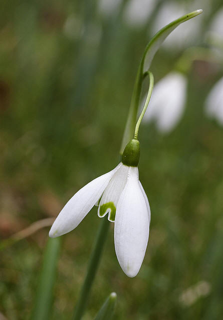 snowdrop 72 Hoa Giọt Tuyết   Snowdrop