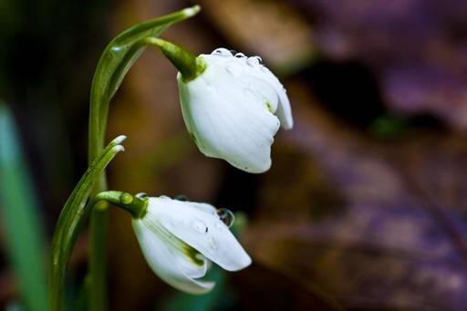 snowdrop 74 Hoa Giọt Tuyết   Snowdrop