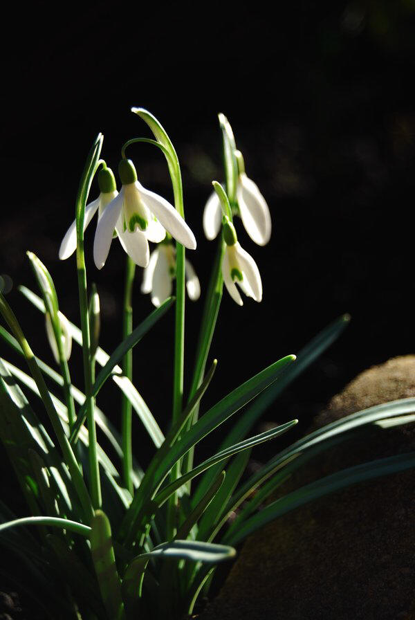 snowdrop 75 Hoa Giọt Tuyết   Snowdrop