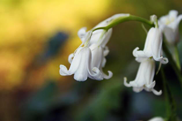 snowdrop 76 Hoa Giọt Tuyết   Snowdrop