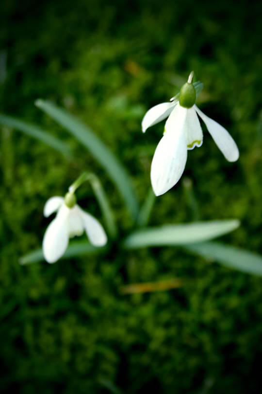 snowdrop 80 Hoa Giọt Tuyết   Snowdrop
