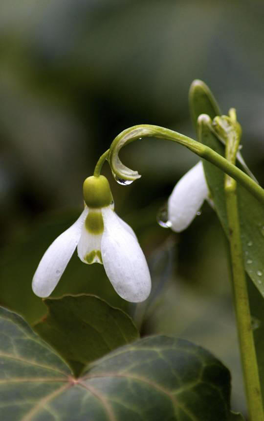 snowdrop 83 Hoa Giọt Tuyết   Snowdrop