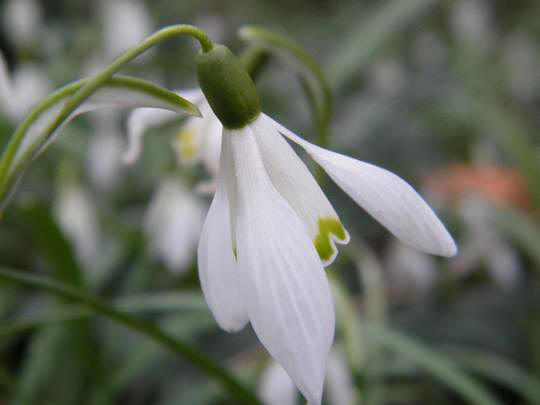snowdrop 84 Hoa Giọt Tuyết   Snowdrop