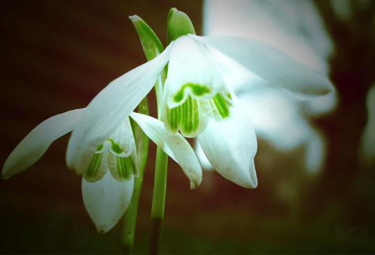 snowdrop 85 Hoa Giọt Tuyết   Snowdrop