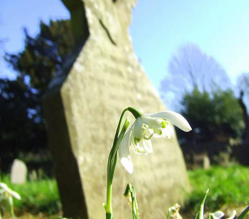 snowdrop 88 Hoa Giọt Tuyết   Snowdrop