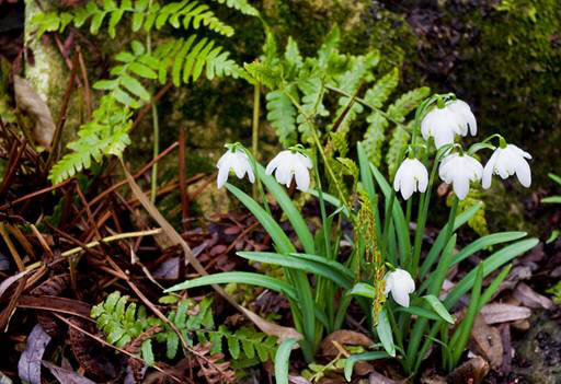 snowdrop 91 Hoa Giọt Tuyết   Snowdrop