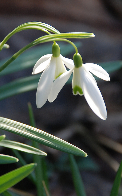 snowdrop 92 Hoa Giọt Tuyết   Snowdrop