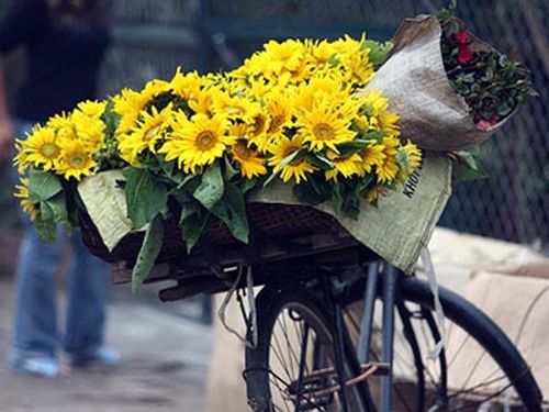 hoa ha noi 2 Hồn hoa trong lòng phố Hà Nội