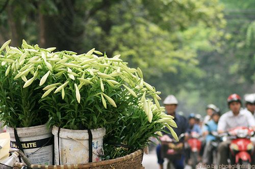 hoa ha noi 4 Hồn hoa trong lòng phố Hà Nội