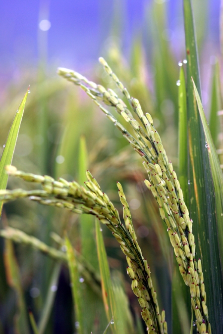 Những bông lúa đã ngã sang sắc vàng bội thu