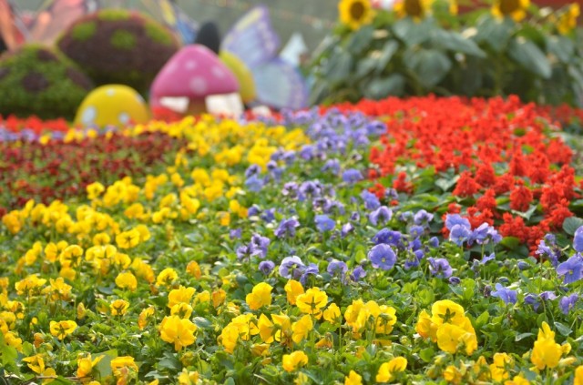 Hong Kong Flower Show 2013