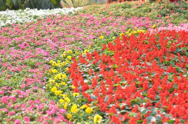 Hong Kong Flower Show 2013