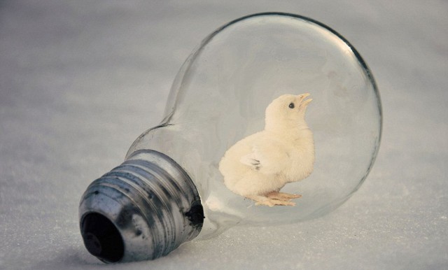 Magical Light Bulbs By Adrian Limani