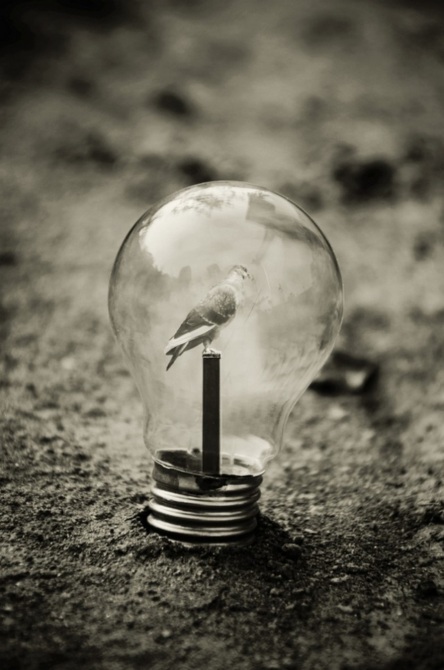 Magical Light Bulbs By Adrian Limani