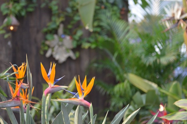 Hong Kong Flower Show 2013