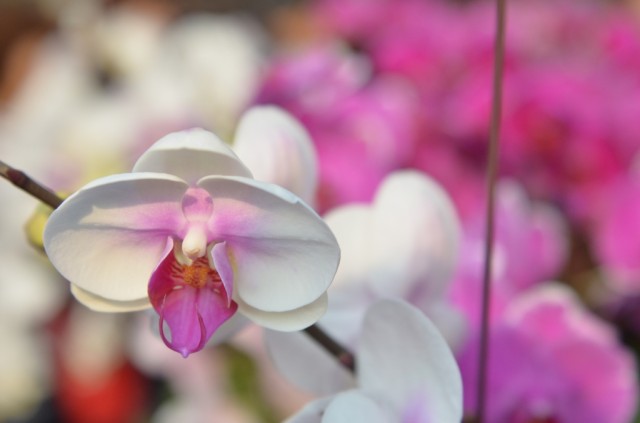 Hong Kong Flower Show 2013
