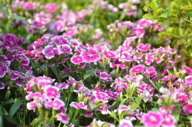 Hong Kong Flower Show 2013