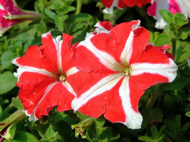 Hong Kong Flower Show 2013