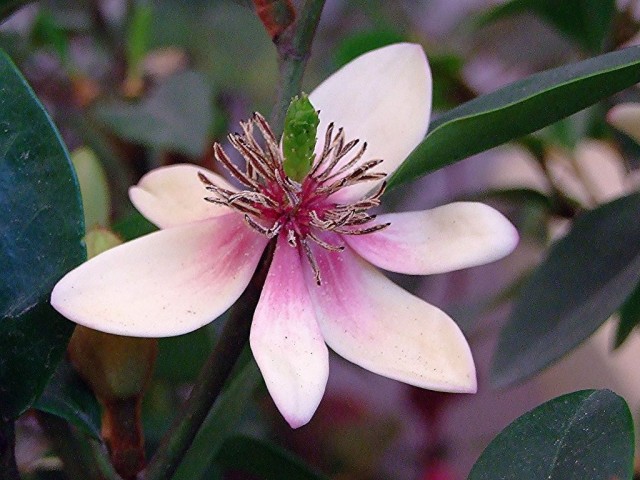 Hong Kong Flower Show 2013