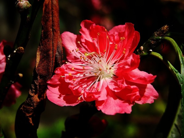 Hong Kong Flower Show 2013