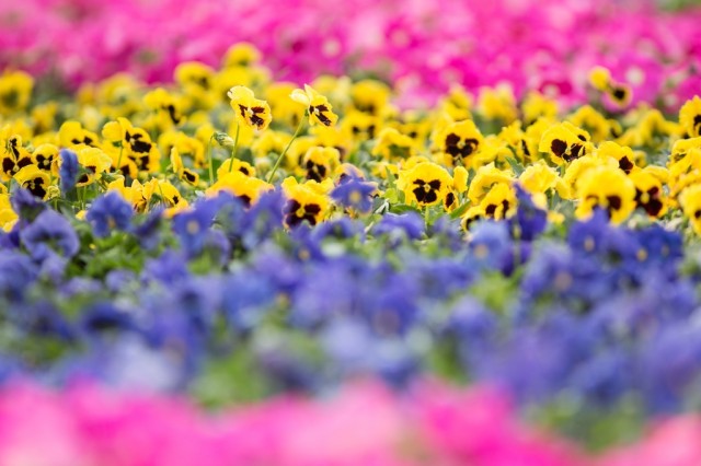 Hong Kong Flower Show 2013