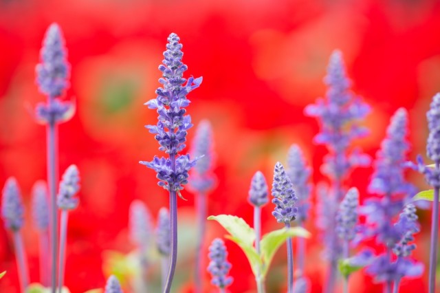Hong Kong Flower Show 2013