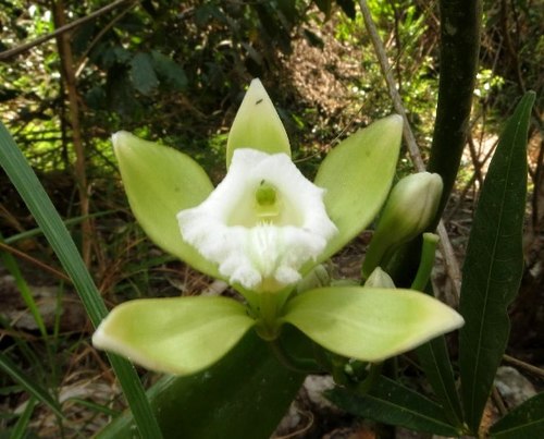 Lan Vani trắng (Vanilla albida Bl.): Dây leo phân nhánh nhiều, dài 5-6m, bám trên các cây gỗ hoăc cây bụi. Thân màu xanh đậm, đường kính 0,7cm. Phiến lá dày láng, hình ellip hơi hẹp, đầu nhọn, dài đến 15cm . Hoa tự chùm, 3-6 hoa, hoa to, lá đài và cánh hoa có màu vàng lục dài 4-5cm; môi hình tam giác màu trắng, có lông. Mùa ra hoa: tháng 2-4. Loài này còn được có tên gọi đồng danh là Vanilla yersiniana Guill. (để tưởng nhớ Bác sỹ A.Yersin, người đã khám phá Hòn Bà năm 1915). Loài Vani trắng thường hiện diện ở rừng ẩm ven suối, phân bố tại Khu BTTN Hòn Bà và Ba Hồ (Ninh Hòa), cao độ khoảng 300-400m.
