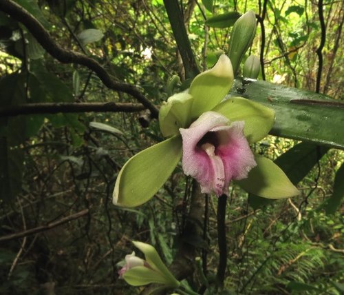 an Vani hồng (Vanilla sp.) còn được gọi là Vani Hòn Bà Vani hồng thường mọc bám trên các thân cây gỗ, dây leo rất dài trên 10m. Lá dày láng, hình ellip hẹp, dài gần 20 cm. Hoa tự chùm 4-5, hoa to có cấu trúc hoa tương đồng với Vani trắng, chỉ khác biệt rõ nét về màu sắc và dạng môi (môi hơi tròn và có màu hồng tím, so với Vani trắng có môi trắng, hình tam giác). Mùa ra hoa vào tháng 3-5. Loài này có phạm vi phân bố hẹp, chỉ tìm thấy ở Khu BTTN Hòn Bà, độ cao khoảng 500-700m, hiện diện dưới tán rừng kín thường xanh cây lá rộng. Đây là loài Vani mới được ghi nhận tại Khánh Hòa. Do có các đặc trưng hơi khác so với các loài đã được mô tả nên đang được các nhà nghiên cứu hệ thống so mẫu và phân tích với các nguồn dữ liệu để xác định danh pháp chính xác.