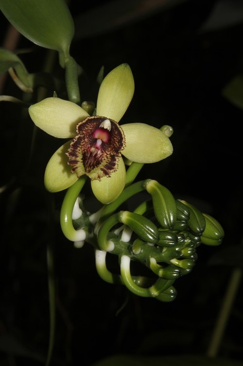 an Vani nhiều lông (còn gọi Lan Vani Vọng Phu), Vanilla atropogon Schuit., Aver. & Rybkova Dây Lan leo có thân trườn hay bò, dài đến 10m, thân màu xanh đậm có đường kính gần 1cm, lóng dài 7-10 cm, có rễ ở mắt. (còn gọi là lan vani xanh). Lá có phiến dày, hình ellip, dài 15-20cm, màu lục đậm. Phát hoa phần trên của cây, mọc ở nách lá, hơi thòng xuống, hoa tự là tản phòng nở theo vòng tiếp nhau, khoảng 20 hoa. Hoa to 3-4cm, đài và cánh dày, mập hình tam giác, cong lõm xuống có màu vàng lục; môi có vân và đốm màu nâu đỏ, trên nền vàng, nhiều lông màu nâu tía; trụ hoa màu trắng. Mùa ra hoa: tháng 2-4. Cọng và bầu noãn dài 3-4,5cm, hình trụ, cong, lục đậm ở trên, trắng ở gốc. Lá đài và cánh hoa hơi trải ra, dày mập. Đài sau 3x1cm, bầu dục thuôn, đỉnh tà. Đài bên 2,7x1,2cn, bầu dục thuôn, hơi nghiêng. Cánh hoa vòng ngoài 2,7x1,2cm, bầu dục thuôn, đỉnh tà, mặt lưng có một sóng lồi chạy đến gần đỉnh thì tạo thành 1 răng lồi. Cánh Môi dài 3cm, nơi rộng nhất 3cm, dính phía sau với trụ khoảng 1,5cm, tạo thành ống, phần rời bên trên tạo thành 3 thùy: 2 thùy bên rộng 1,5x1,5cm, thùy giữa 1,5 x 1,2cm, mép xếp nếp, lồi lõm, uốn lượn, một đám lông màu tía đậm nhất là ở đáy nằm ở đầu thùy giữa, phía sau có nhiều phiến lông dẹp màu trắng xếp lớp thành một khối nằm rạp hướng về sau, dài cỡ 5mm. Trụ cao 2cm, hơi cong, màu trắng với gốc lục vàng, mặt trước từ nuốm trở xuống có màu tía đậm, nhạt dần về dưới; nắp phấn cỡ 2,5x2,5mm, hình tim, đỉnh nhô lên 2 sừng, màu trắng với mép hơi nâu vàng. (Nguyễn Thiện Tịch, Lưu hồng Trường, Trần Giỏi, 2013). Loài này được ghi nhận đầu tiên vào năm 2011 tại KBTTN Hòn Bà, nhưng lúc đó chưa thu thập đủ dẫn liệu khoa học và mẫu hoa. Theo Giáo sư Leonid Averyanov (Nga) chuyên gia hàng đầu về Lan Việt Nam cho rằng hình thái và giải phẫu của loài này khá giống với đặc điểm hình thái của loài Vanilla shenzhenica Z.J.Liu & S.C.Chen (đã phát hiện và mô tả vào năm 2007 ở Shenzhen, phía Nam Trung Quốc).