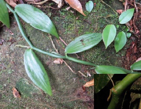 Lan Vani lá lớn (Vanilla sp.) Dây leo, mọc bám trên các thân cây gỗ, leo cao khoảng 8m, dây có màu xanh đậm, đường kính 1cm. Phiến lá lớn, hình ellip rộng, dài đến 30cm. Đến nay, rất tiếc các nhà nghiên cứu vẫn chưa thu được mẫu hoa của loài này trong tự nhiên. Lan Vani lá lớn khá giống với Vani Trung bộ (Vanilla annamica Gagn. ex Averyanov). Loài lan Vani này hiện diện ở rừng nguyên sinh kín thường xanh, hỗn giao cây lá rộng với cây lá kim, phân bố ở vùng đỉnh Hòn Bà, cao độ khoảng 1.500m với số lượng cá thể rất ít. Như vậy sự hiện diện của 5/6 loài lan Vani trong chi Vanilla nêu trên, trong đó có 1 loài mới được công bố trên thế giới, đã khẳng định vị trí rừng Khánh Hòa là một khu vực phân bố quan trọng của chi Vanilla trong hệ thực vật Việt Nam. Các loài lan vani trong chi Vanilla này có phạm vi phân bố rất hẹp và hiếm gặp. Chúng đang đứng trước nguy cơ bị săn lùng để mua bán cung cấp trong các vựa hoa lan cây cảnh của thành phố, cũng như đang bị đe dọa sinh tồn do sự mất rừng và sinh cảnh. Vì vậy, UBND Tỉnh Khánh Hòa và các ban ngành trong tỉnh cần có biện pháp khoanh vùng bảo vệ trong tự nhiên, đồng thời có chương trình nhân giống nhằm bảo tồn và phát triển bền vững nguồn gen quý hiếm của các loài lan vani này.