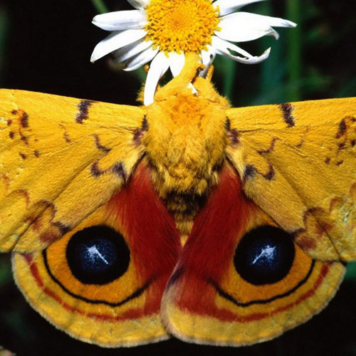 Ngắm những bức ảnh đẹp nhất của loài bướm