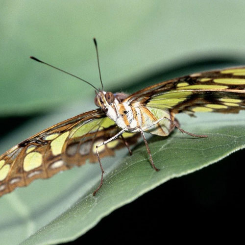 Ngắm những bức ảnh đẹp nhất của loài bướm